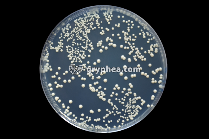 Saccharomyces cerevisiae sauvage - colonies sur boite de culture - gryphea.org